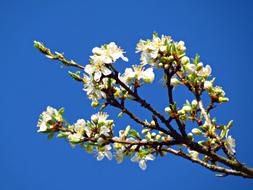 flowering trees in spring