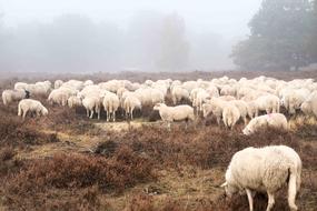 Sheep Field Forest