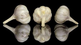 fragrant ripe garlic