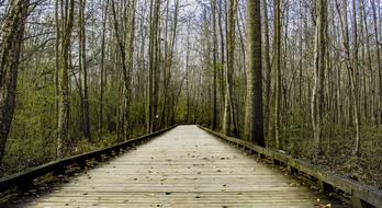 Road Forest