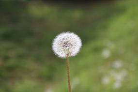 Dandelion Flower Seeds at sunlight