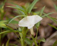 Flower White Plant