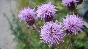 prickly purple flowers in the field