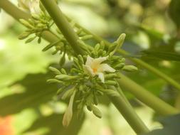 a beautiful flower on a branch