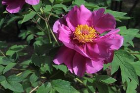 a beautiful flower bud is blooming