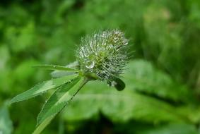 Klee Blossom Bloom Drop Of