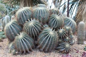 Plants Nature