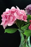 Hydrangea Flower Black