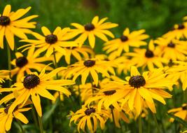 flowers plant black eyed rudbeckie