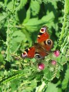 Butterfly Thistles in Nature