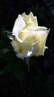 Rose White
