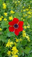 Wild Natural red Poppy
