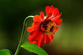 Flower Garden Plant Summer