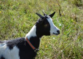 Goat Profile Head