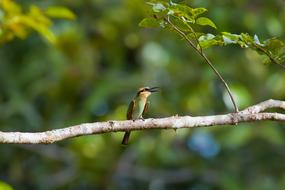 Bird Bee-Dome Halmahera Islands