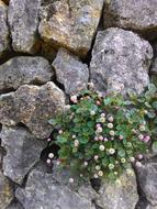 stones wall flower