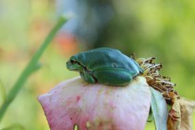 Tree Frog Little Animal