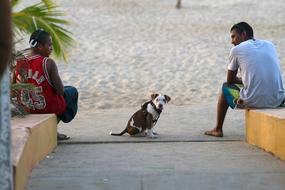 people and dog on beach