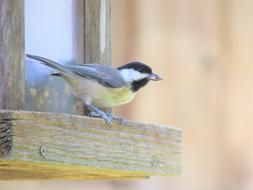 Bird Tiny Wildlife
