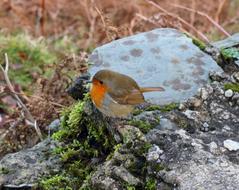 red robin Birds Kerry