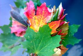 colorful beautiful leaves bouquet