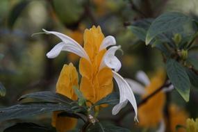 Yellow Thick Ear Pachystachys