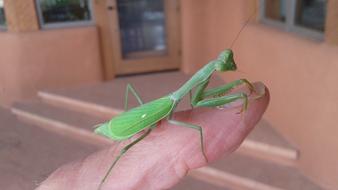 Insect Praying Mantis Bug on hand