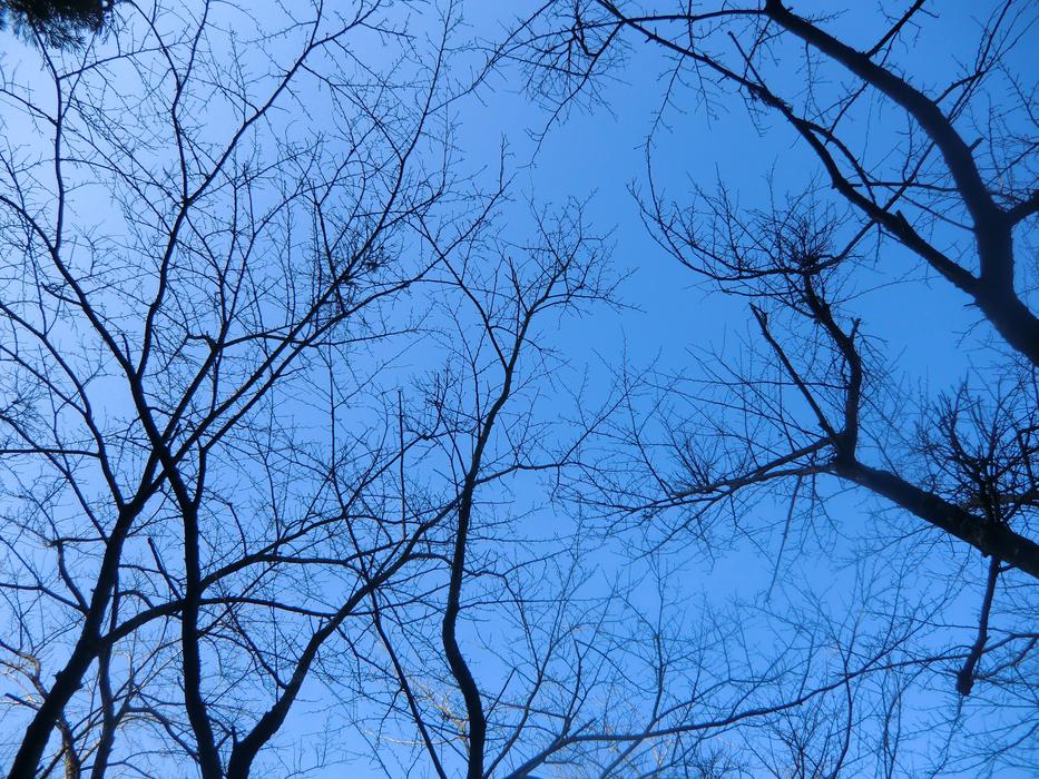 tall trees on a blue background