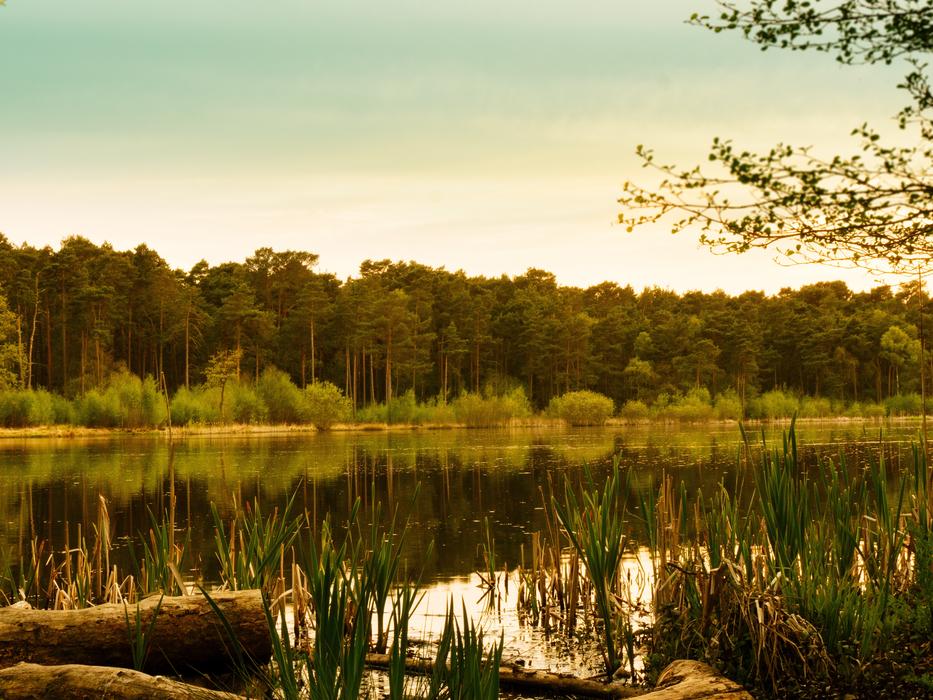 Nature Swamp Marsh