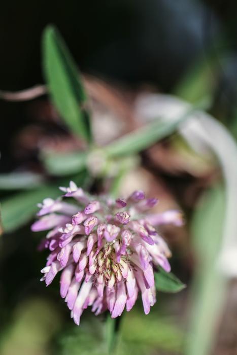 Wild pink Flower