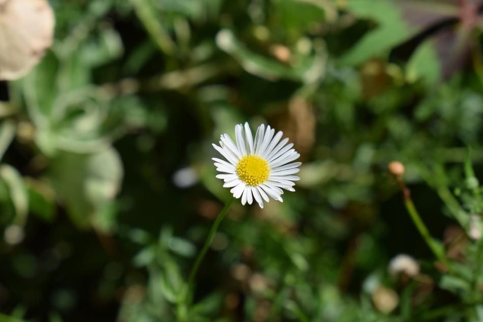 white chamomile in green plants