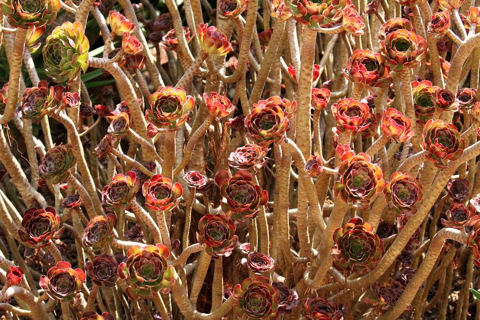 flower sprouts nature