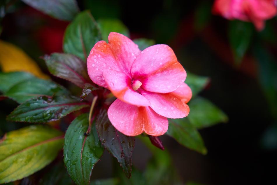 Flower Flowerpot Nature