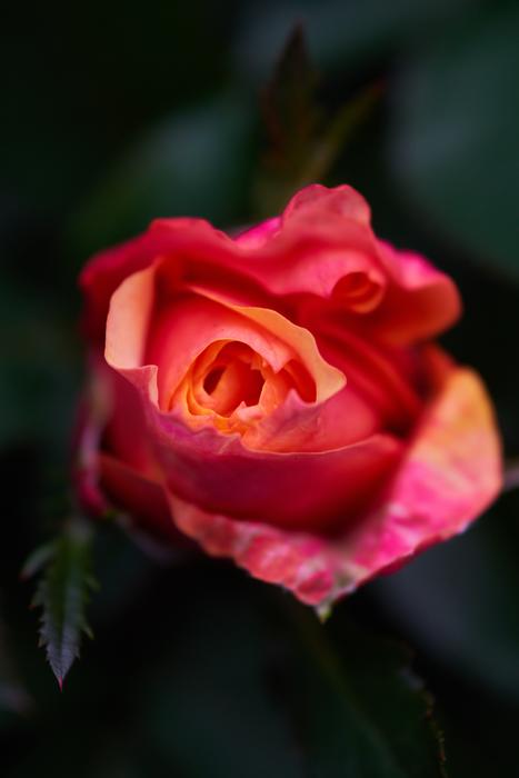 Flower Color Macro