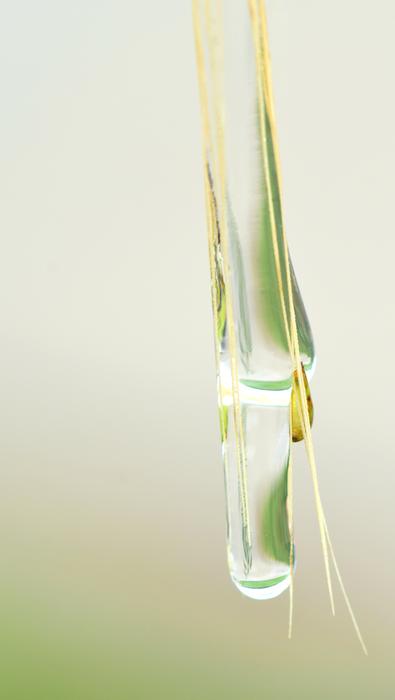 Closeup picture of Green Any Drip