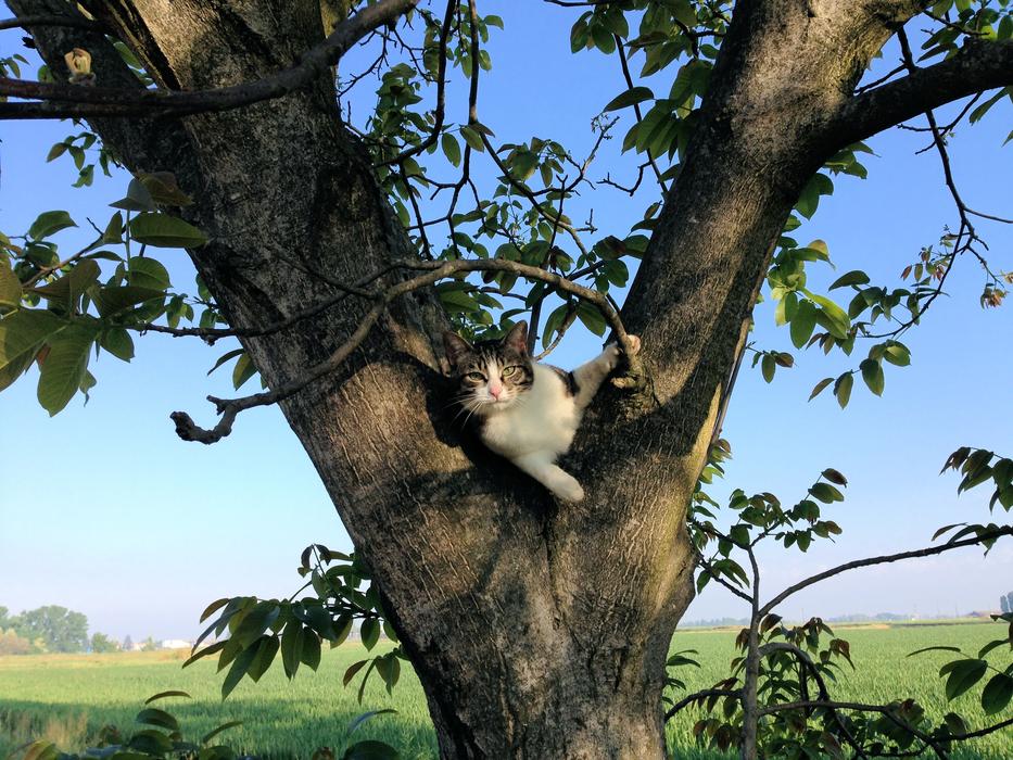 Cat Tree Campaign