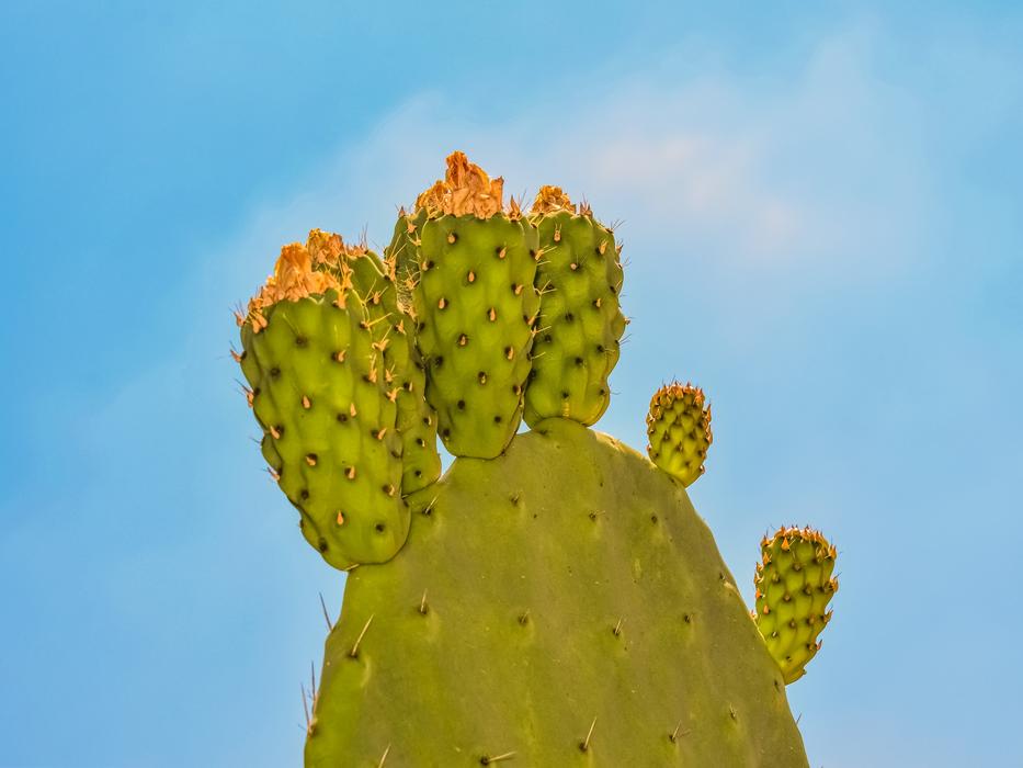 Prickly Pear Plant Cactus