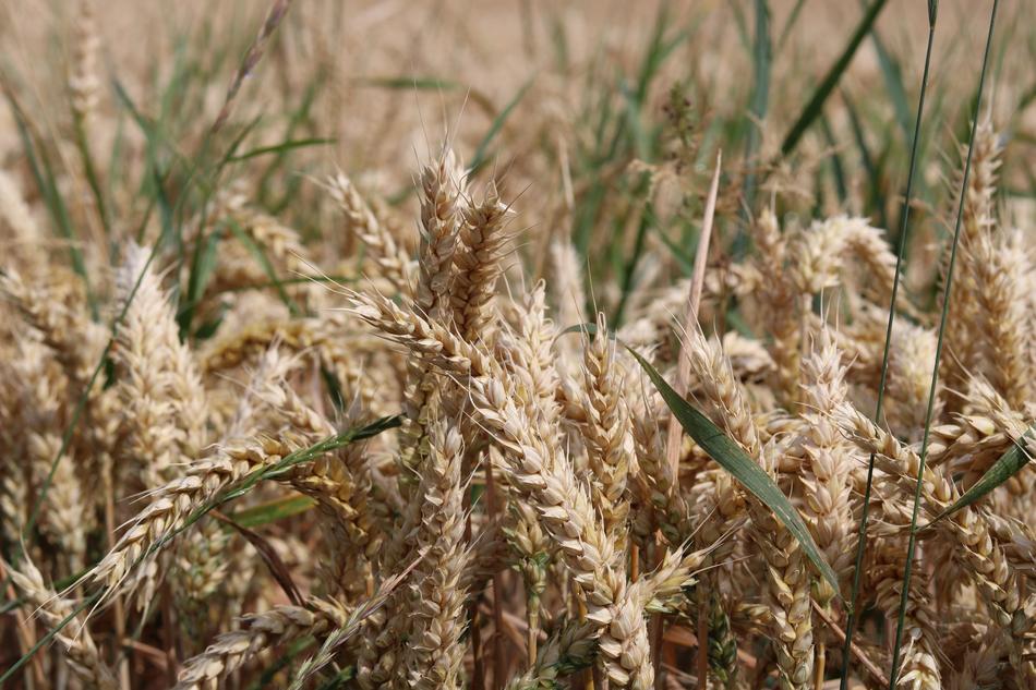 wheat with grass landscape