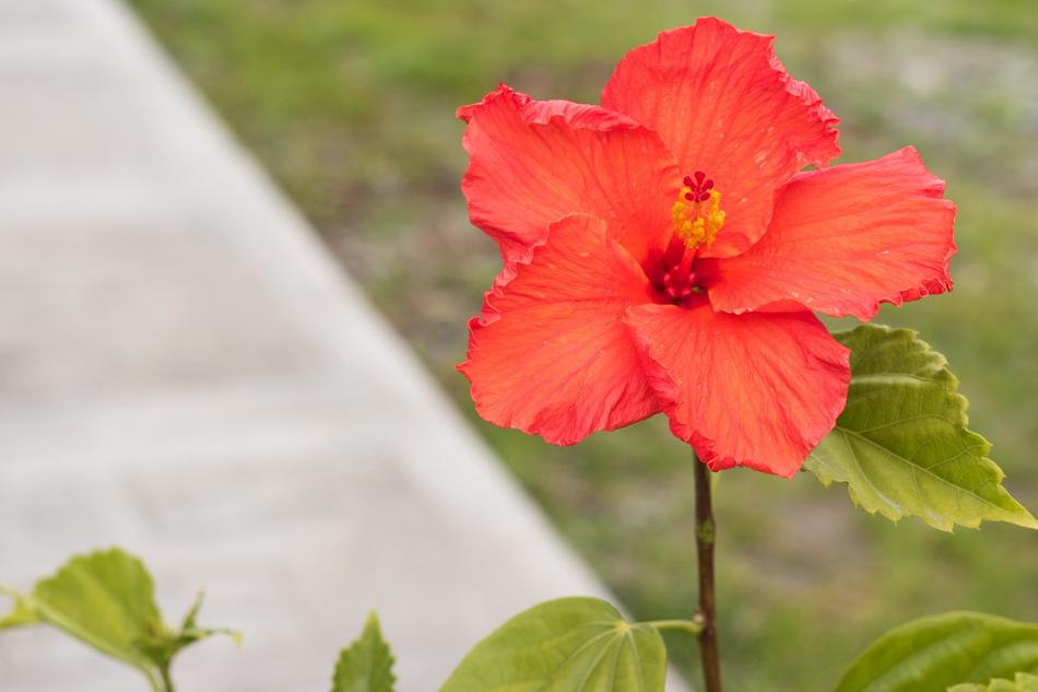 red flower outdoor