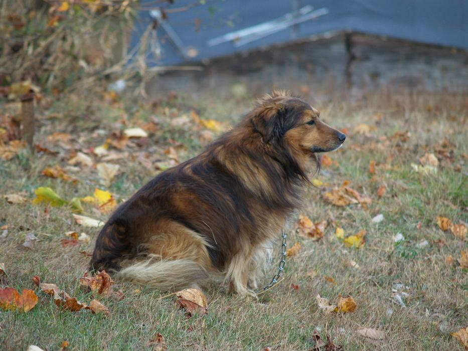 Dog Collie Brown