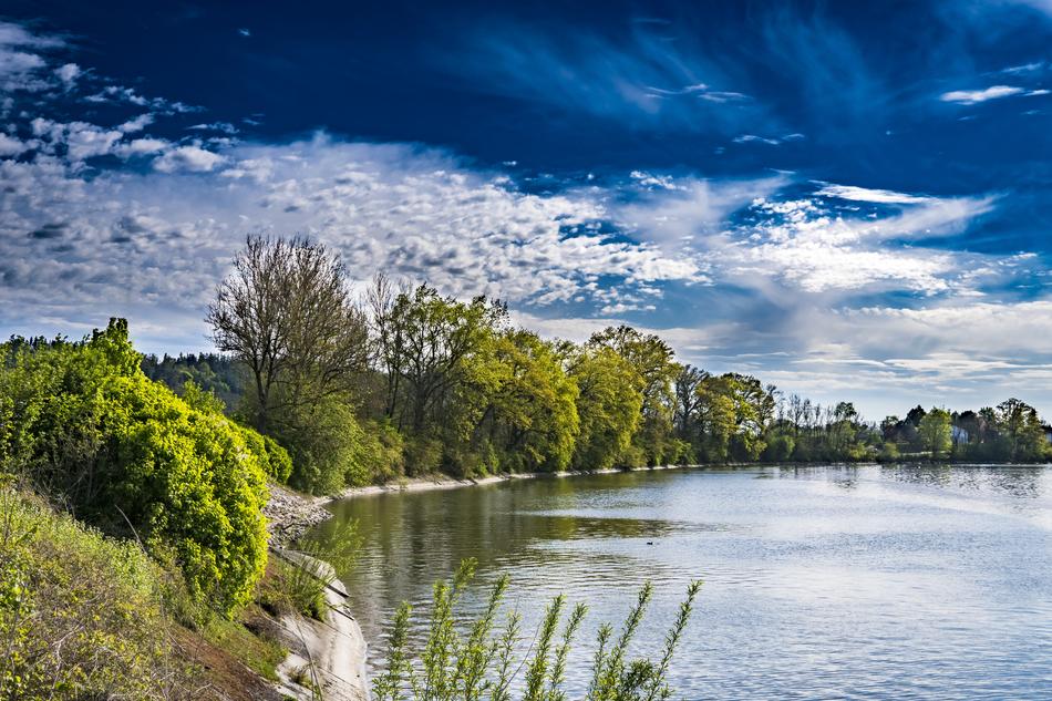 green plants on the lake