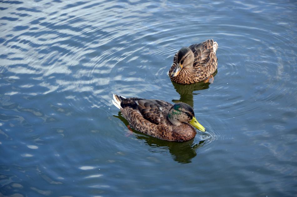 Wild Ducks Animals in Nature
