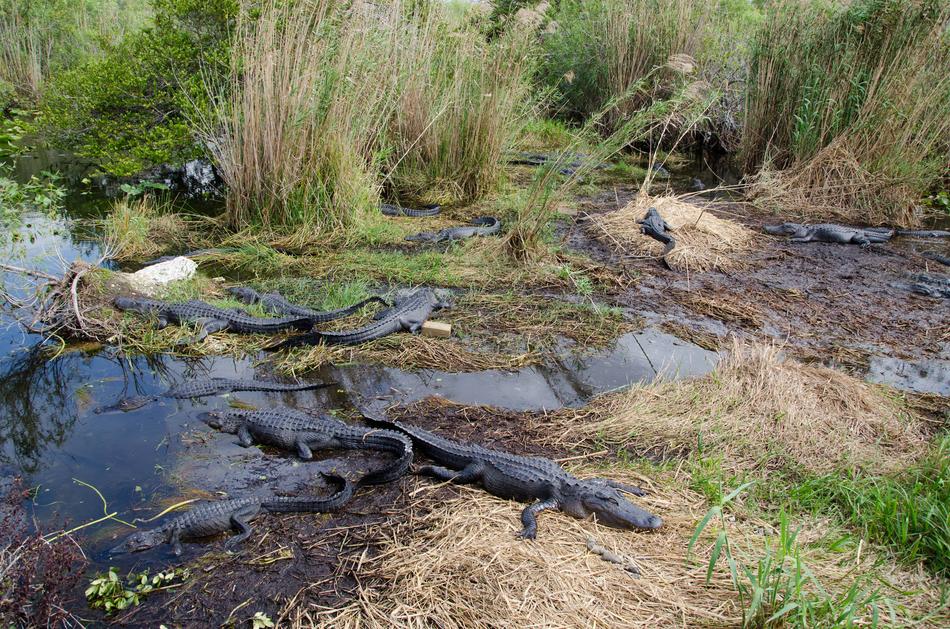 Alligators Gators Gator