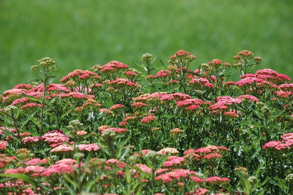 pink plants by the meadow