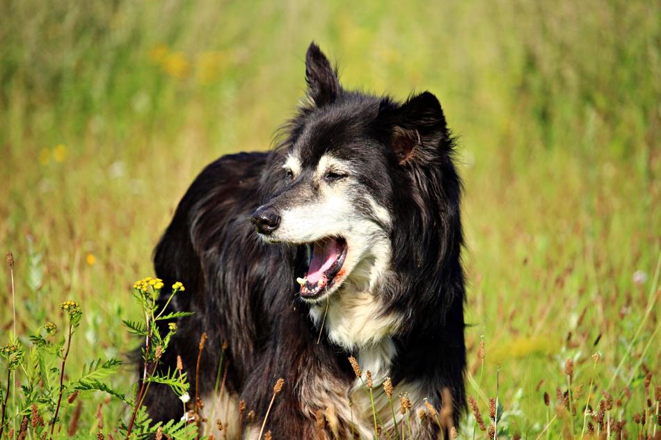 Dog Yawn Border