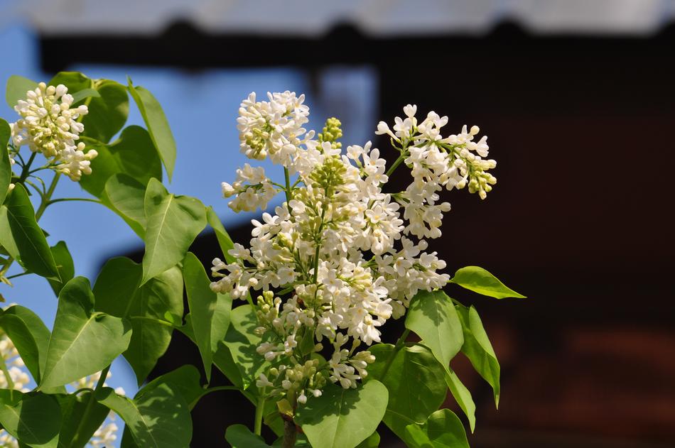 spring white plants landscape nature