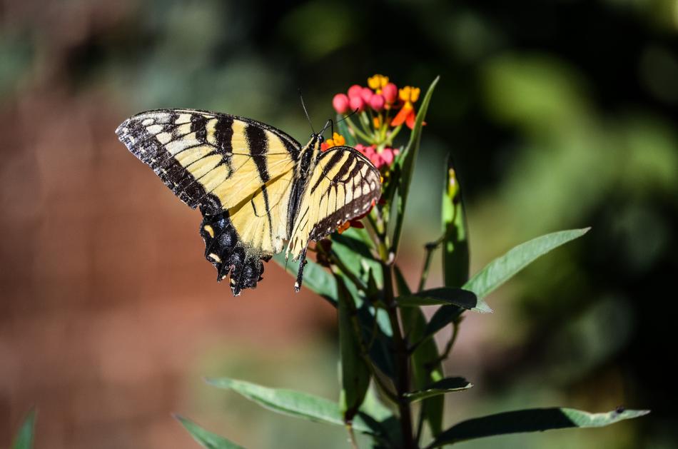 Nature Butterfly Flower