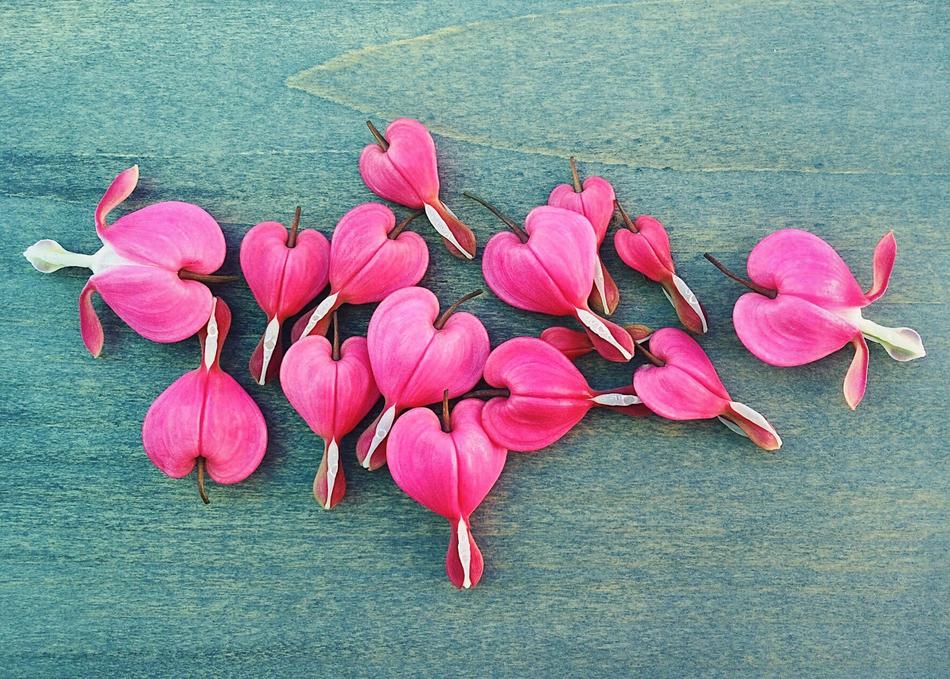 Bleeding Hearts Spring Flower
