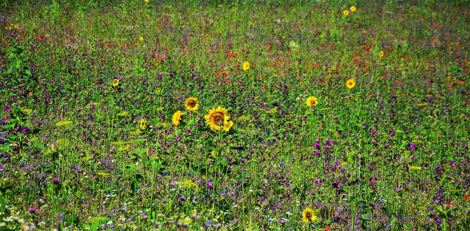 yellow and pink flowers in the grass