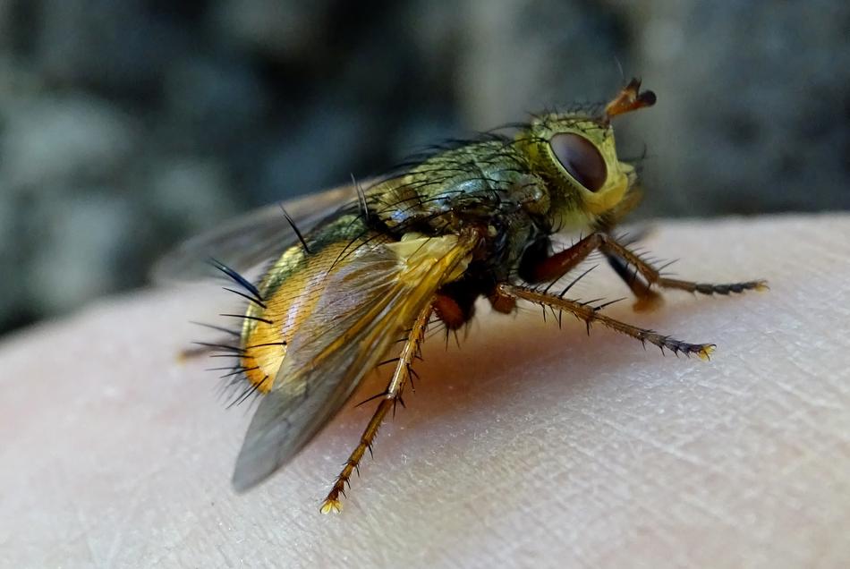 Fly Freeloader Caterpillar